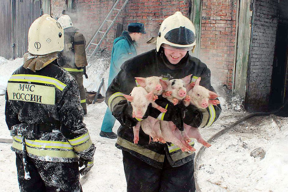 俄消防员火海救猪怀抱猪崽接力营救画面感动众人