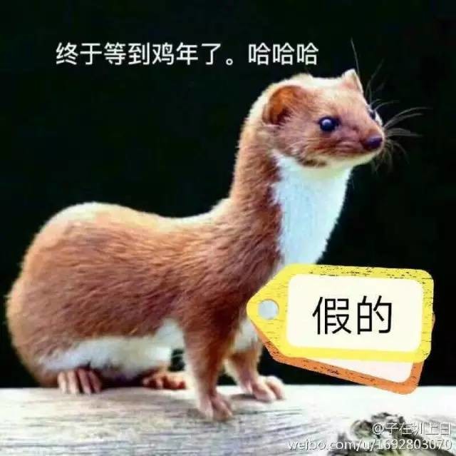 听说今年流行转发黄鼠狼拜年?黄鼠狼:等等,你们好像哪里搞错了
