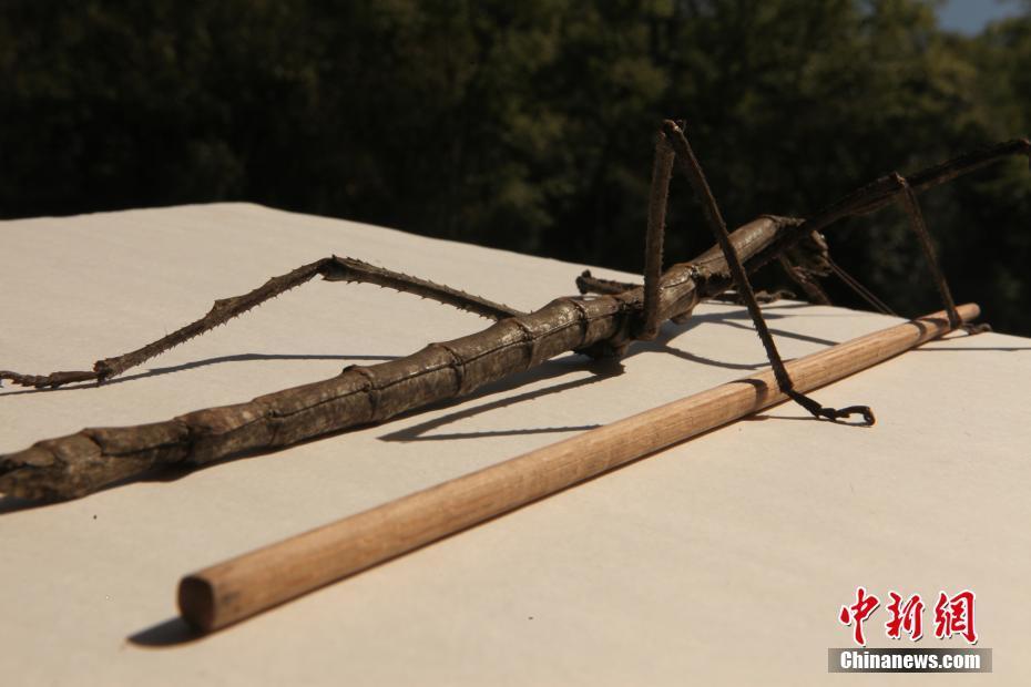 云南普洱现巨型竹节虫体长超40公分