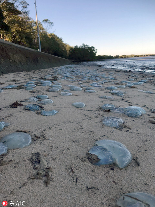 数千水母"入侵"海岸 让海洋生物专家吓一跳