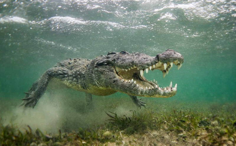英摄影师水下拍摄鳄鱼大嘴萌照组图