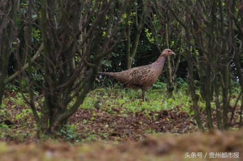 好彩头!凯里市行政中心花园 山鸡也来"拜年"了