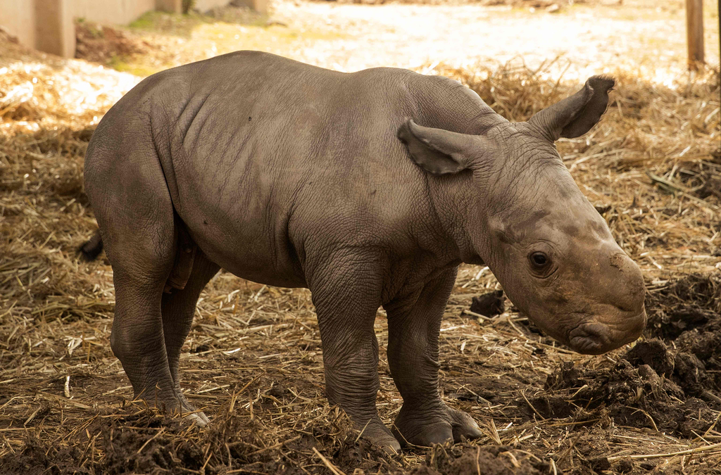 两周大犀牛宝宝亮相以色列动物园 与妈妈形影不离