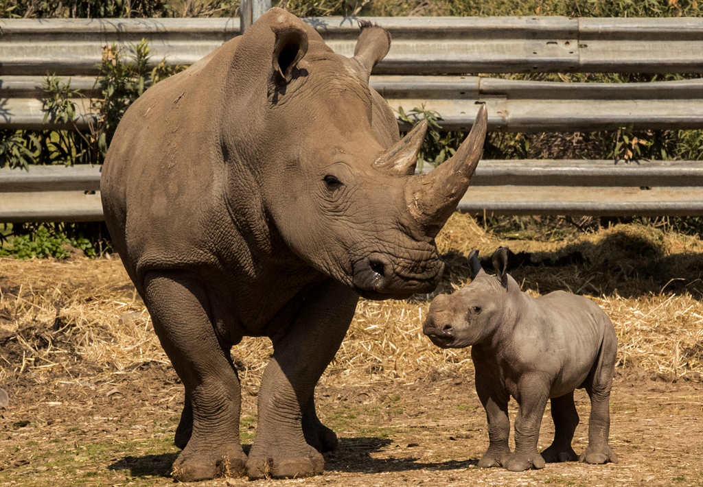 两周大犀牛宝宝亮相以色列动物园 与妈妈形影不离