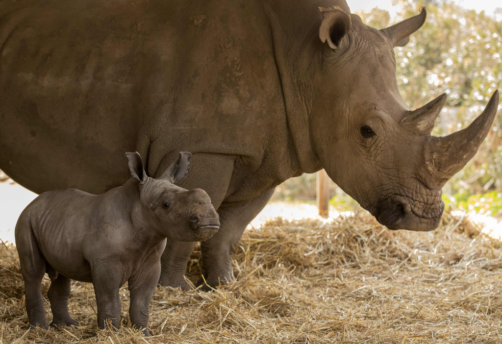 两周大犀牛宝宝亮相以色列动物园 与妈妈形影不离
