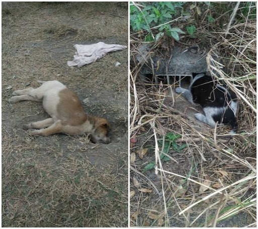 高雄现变态虐狗狂幼犬被埋入土中活活闷死图