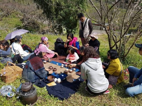 嘉义县隐藏版美景梅山乡风景区李花盛开 图