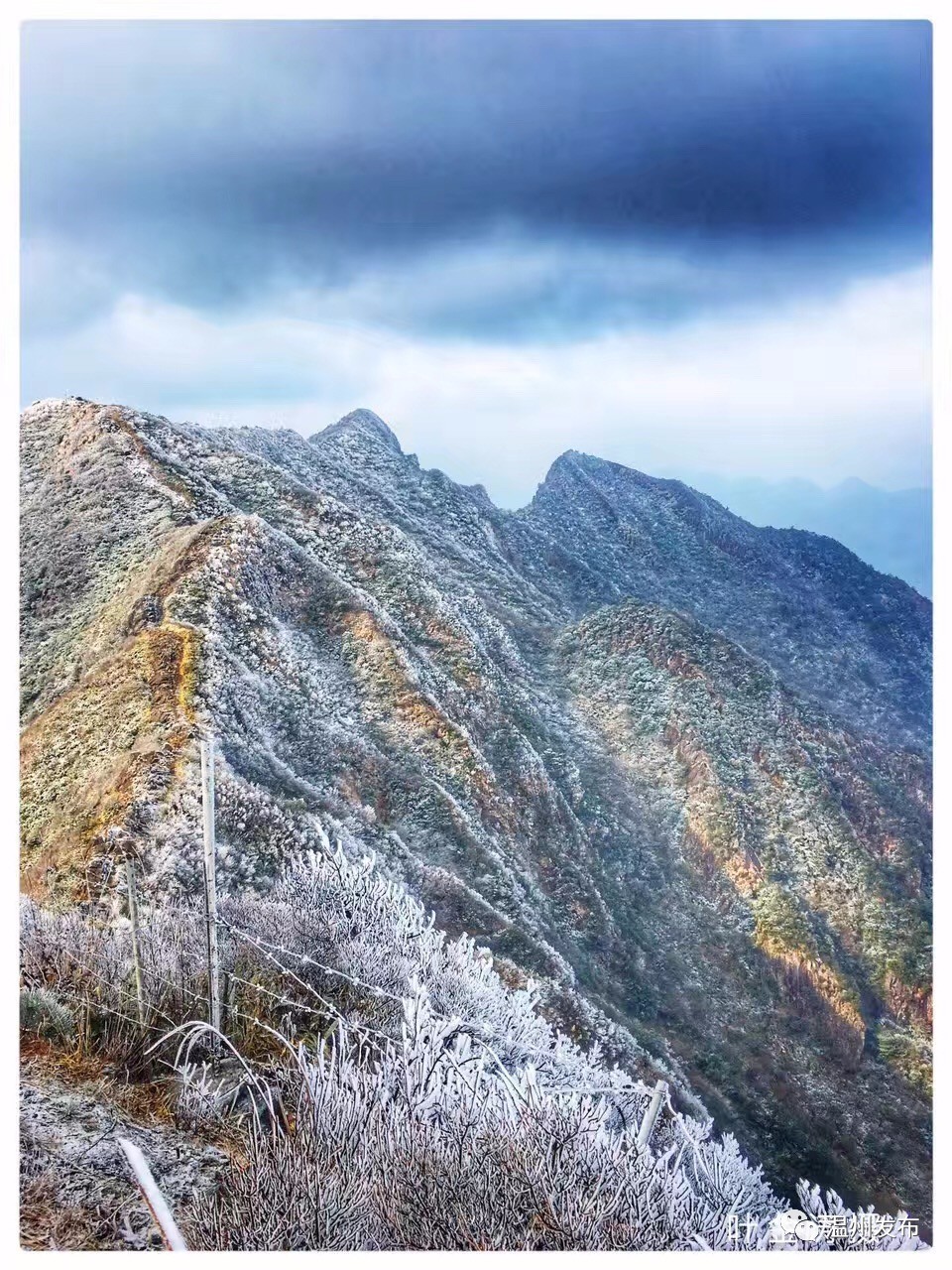 村黃岙頭村西岙溪下陳山頭村四海山來源:溫州晚報,甌柑新聞,,中國永嘉