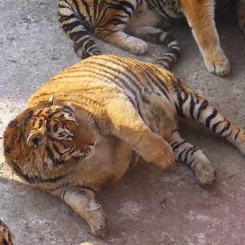 老虎胖成球的可爱图片图片