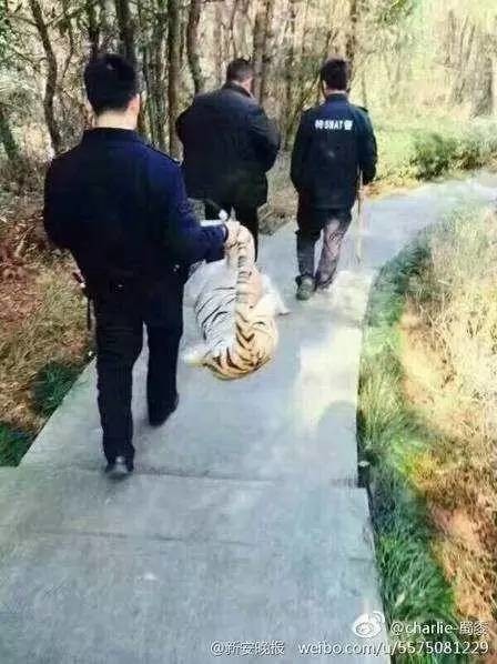 乌龙110吗这有一只老虎特警全副武装紧急出动结果