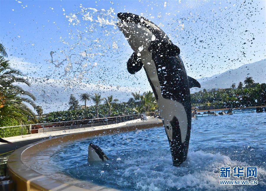 虎鲸表演(组图)