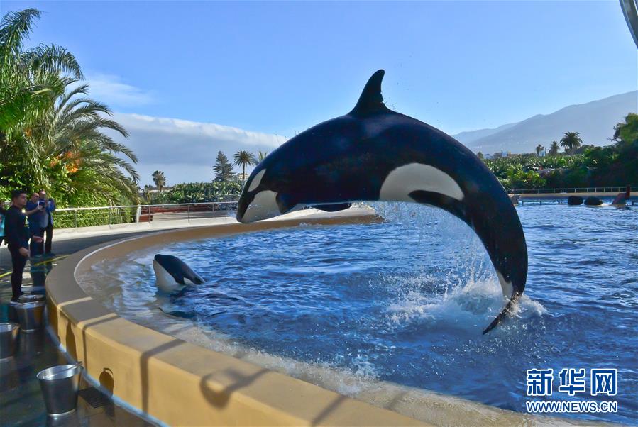 虎鲸表演(组图)