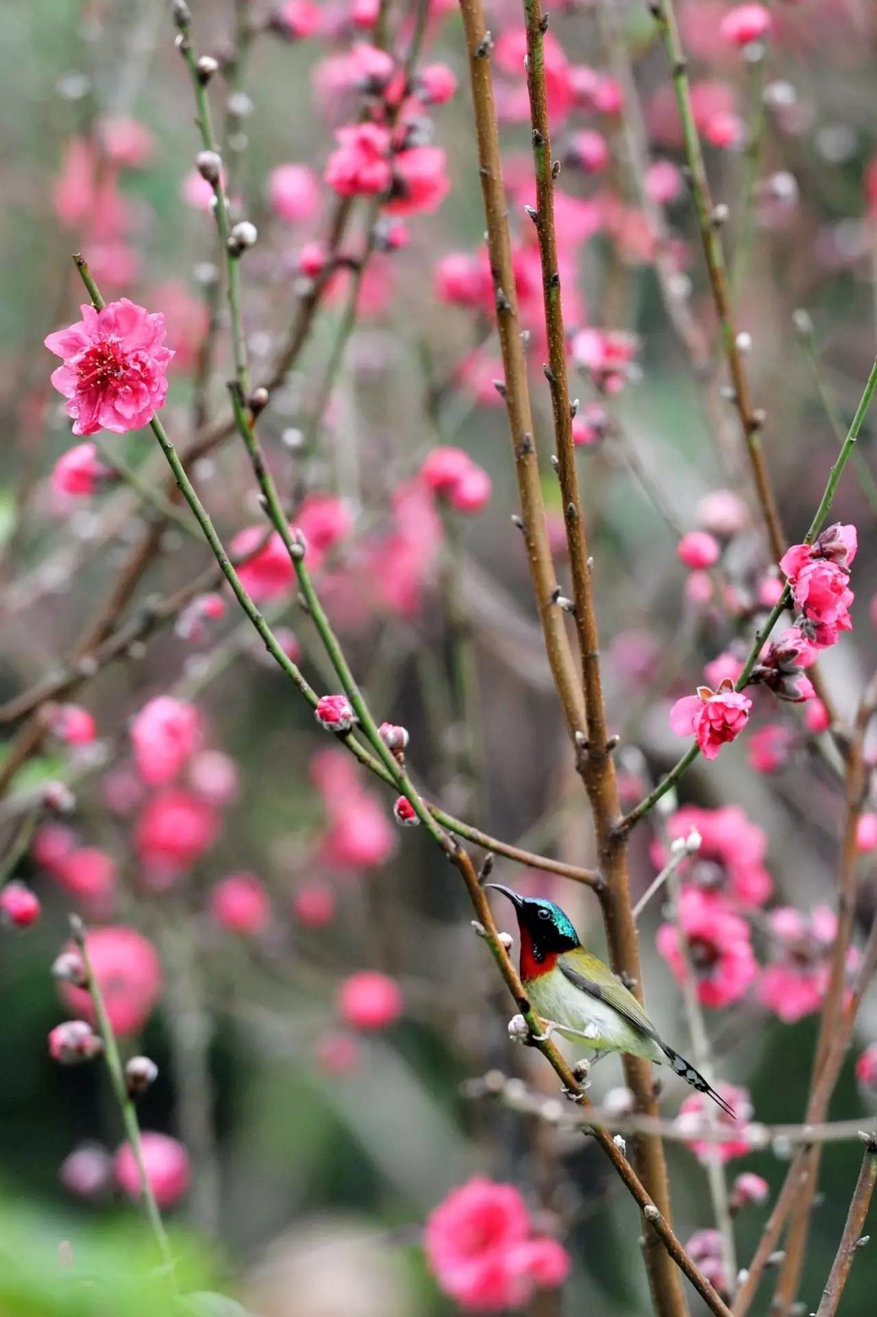 广州的桃花美爆啦,目前是最佳观赏期,为桃花运走起