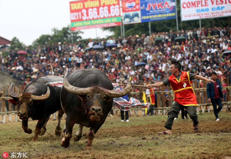 越南"斗水牛节"上演血腥大战 战败者被挖掘机拖下场