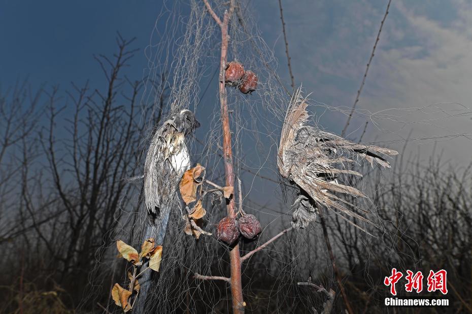 5 果农搭捕鸟网护果园 数百只鸟丧命