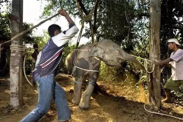 太残忍!我们在泰国骑大象的背后,真相竟然如此黑暗!