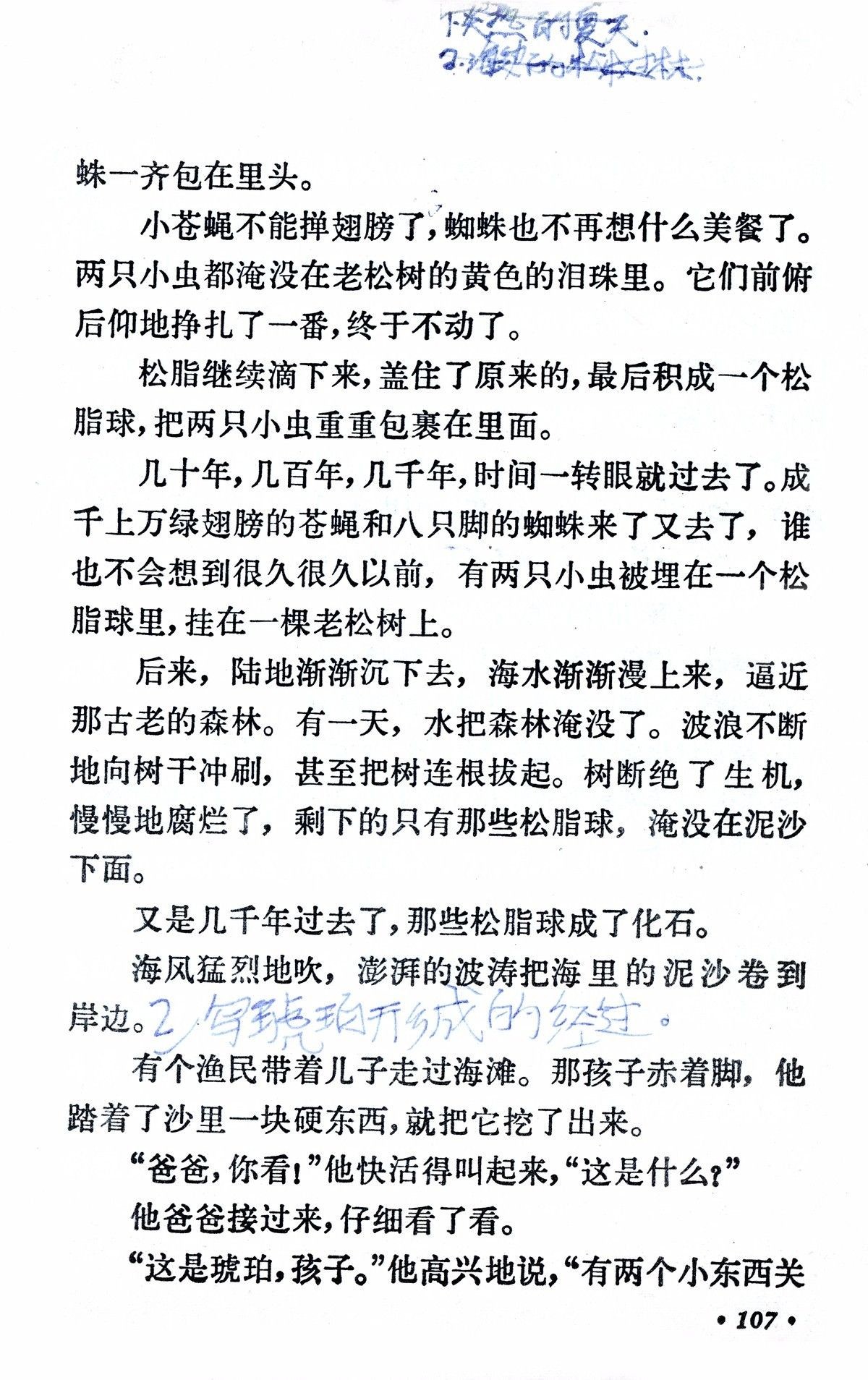 《琥珀》(柏吉尔)丨那些年,我们一起读过的课文