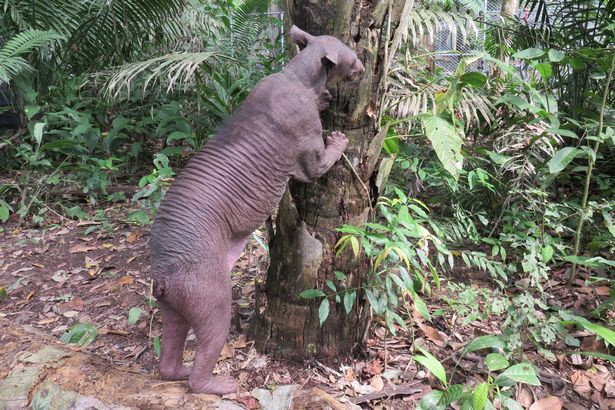 9 秘鲁眼镜熊被关4年 极度孤独变无毛熊