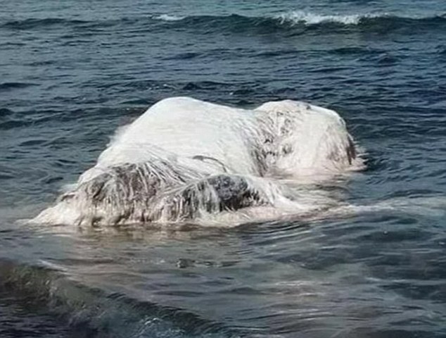 怪兽来了 菲律宾海滩出现一白色长毛巨型生物