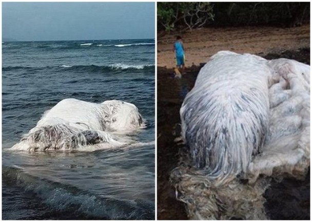 6 菲律宾地震后,海边现白色巨毛怪尸
