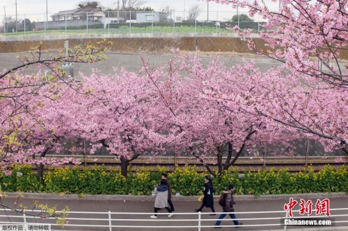 日本东京公园内河津樱绚丽绽放迎来赏花佳期 日本东京公园内河津樱绚丽绽放迎来赏花佳期