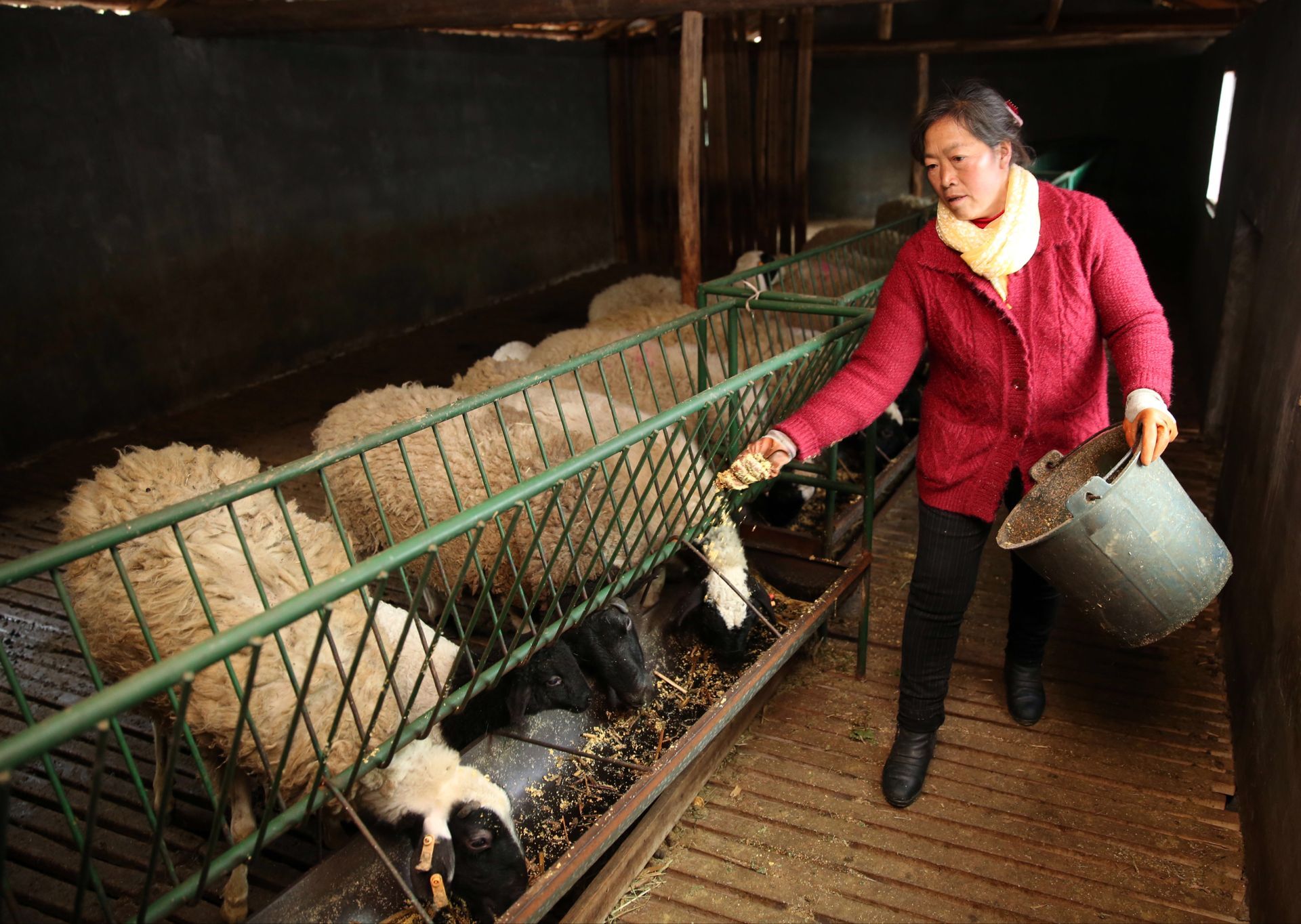 【脱贫攻坚看贵州】晴隆人走出新道路:山绿了 羊肥了 人富了