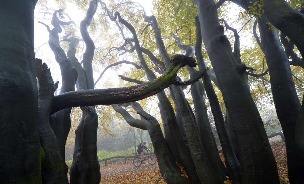 澳大利亚 德国黑森林 比亚沃维耶扎原始森林 加拿大 巨熊雨林 美国 科