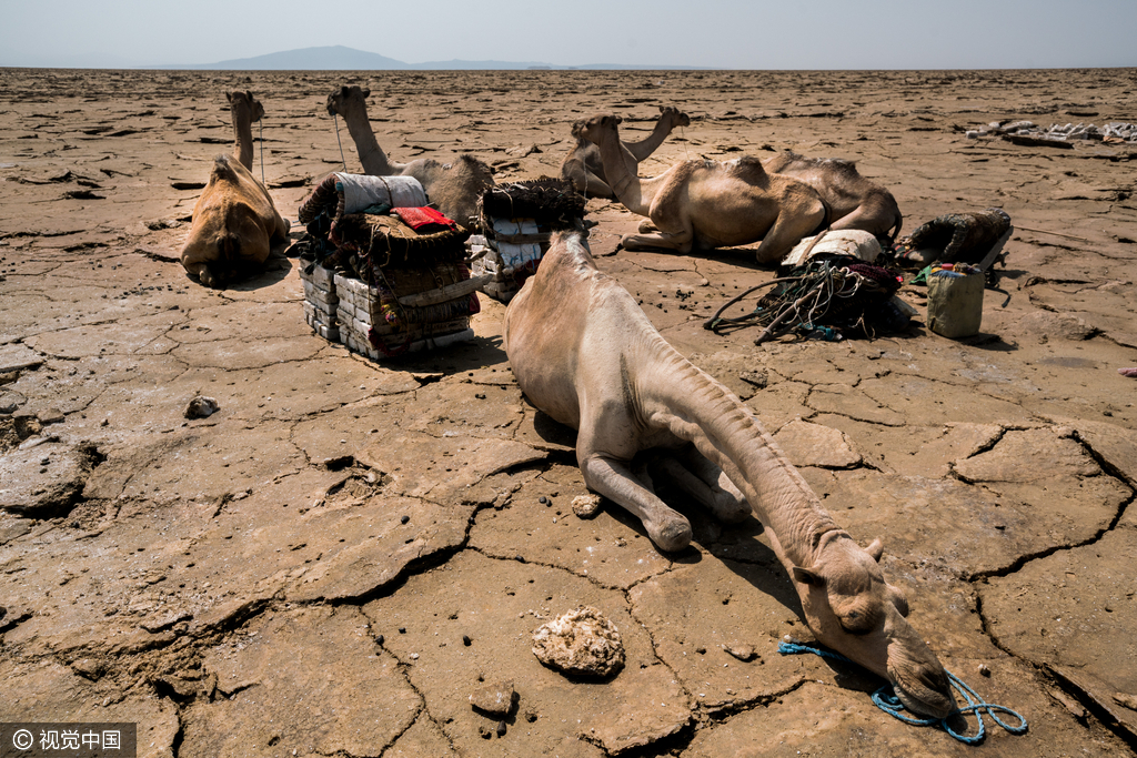 14 埃塞俄比亚阿法尔州:"地狱之门"的挖盐工