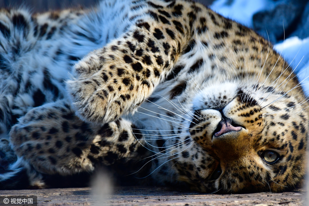 13 俄罗斯动物园西伯利亚虎亮相 狂野性感又迷人