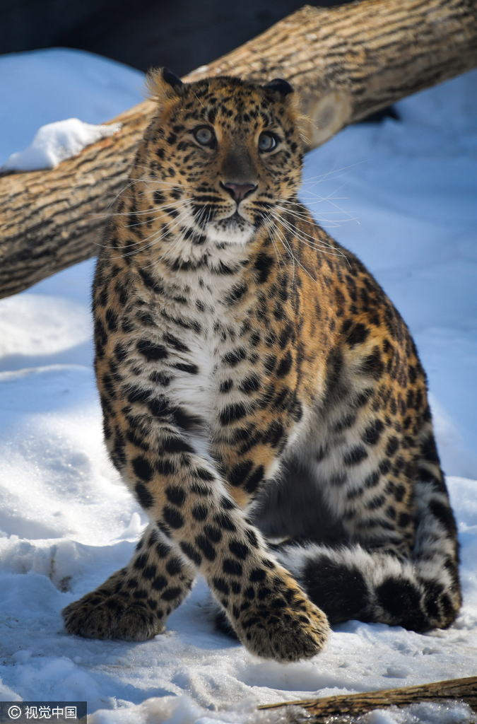 俄罗斯动物园西伯利亚虎亮相狂野性感又迷人