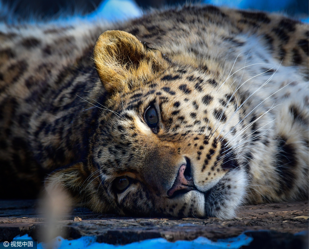 13 俄罗斯动物园西伯利亚虎亮相 狂野性感又迷人