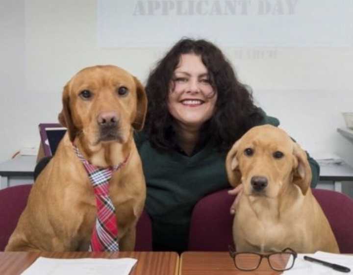 英大学兽医系招生请3只拉布拉多犬做面试官