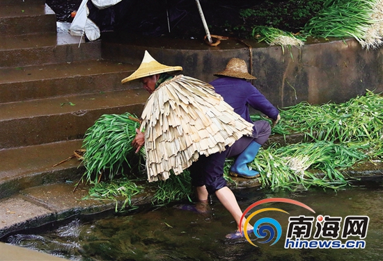 烟雨蓑衣东坡笠:海南人内心抹不掉的乡情与乡愁