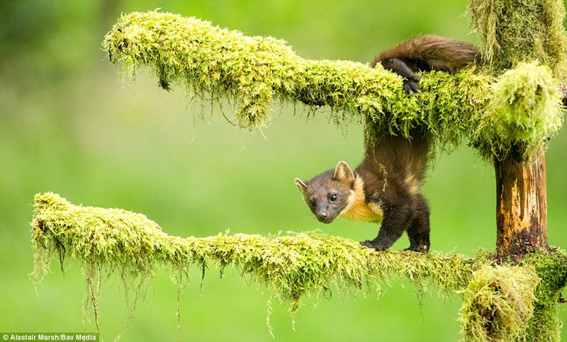 英国哺乳动物摄影大赛可爱松貂夺冠