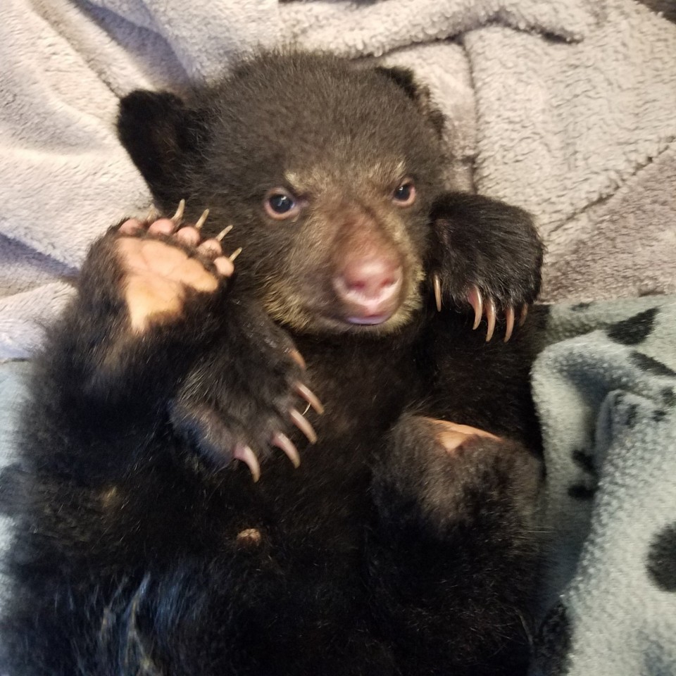 美国男子拯救垂死小熊 却险遭牢狱之灾(组图)