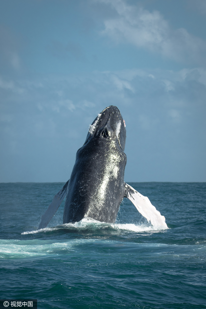15吨重座头鲸垂直越出海面似水下发射导弹