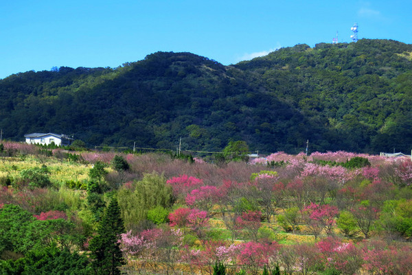 四月假期将至去台湾感受五彩的花季 四月假期将至去台湾感受五彩的花季
