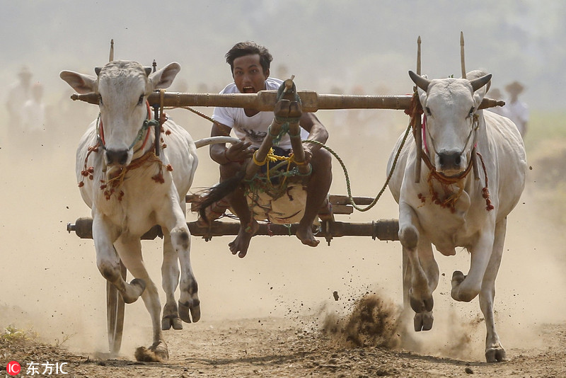 4 缅甸举行传统牛车比赛 "飙车"画面惊险刺激