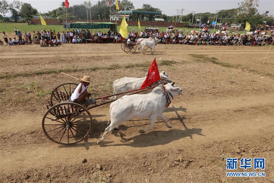 缅甸牛车大赛(组图)