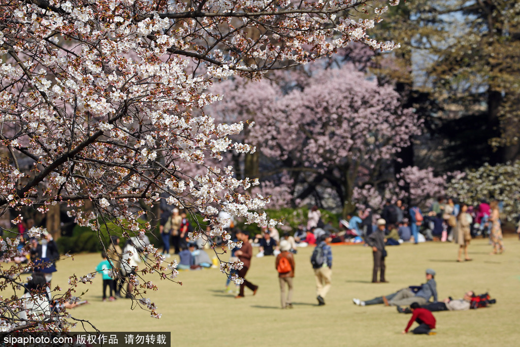 东京上野公园樱花烂漫民众春天郊游赏花