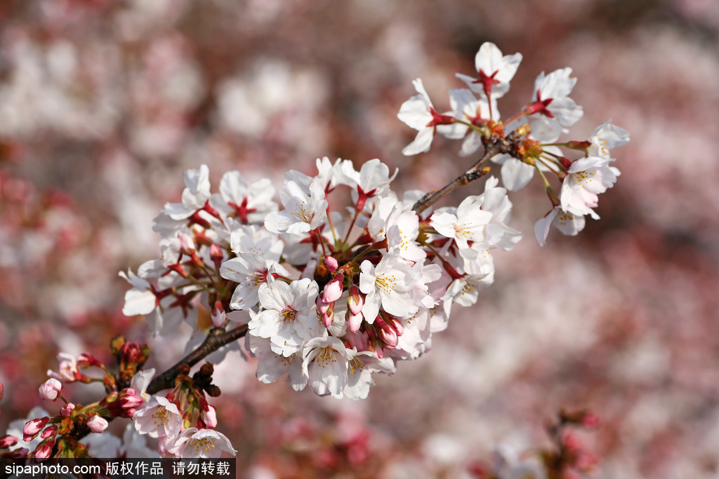 东京上野公园樱花烂漫民众春天郊游赏花