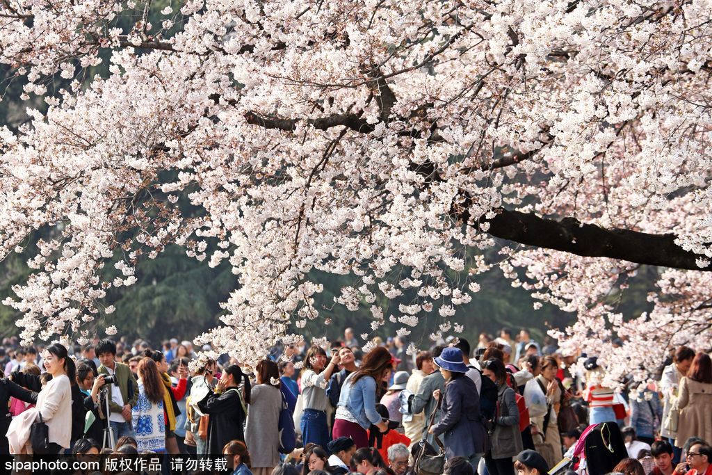 东京上野公园樱花烂漫民众春天郊游赏花
