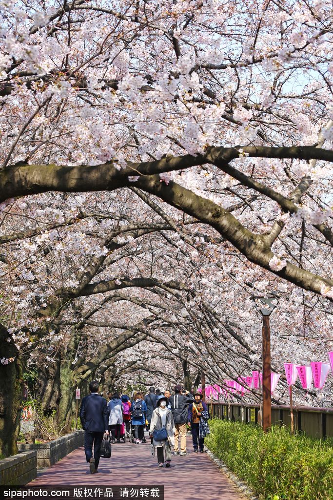东京上野公园樱花烂漫民众春天郊游赏花