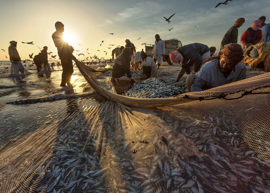 叹为观止阿曼海岸渔民捕捞上万洄游沙丁鱼成群海鸥紧随