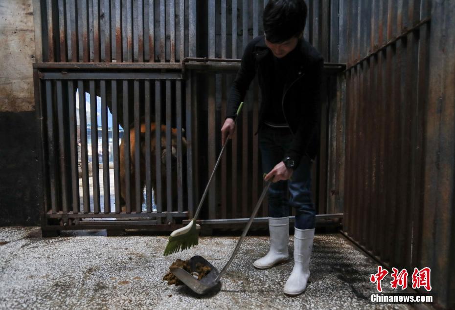 3 武漢市民變身飼養員 998元體驗