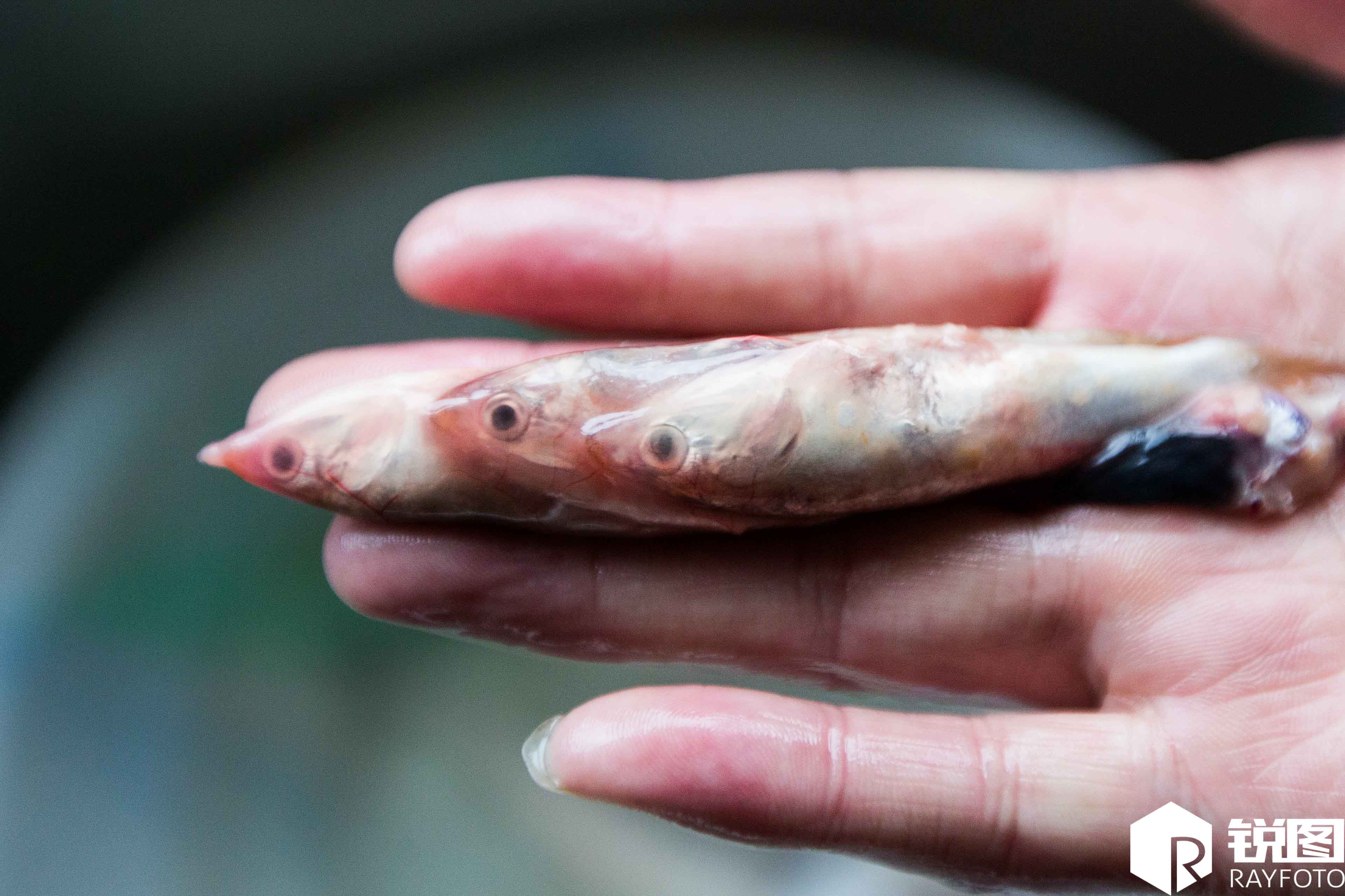 10 市民买到"鱼中鱼" 真相很残酷