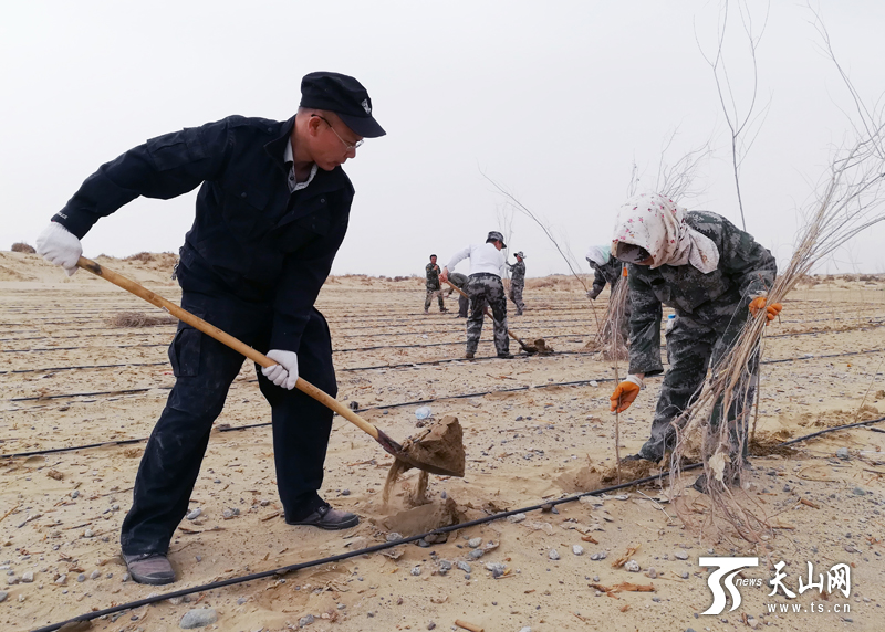 三十七团实施防风固沙工程5年植树600余万株