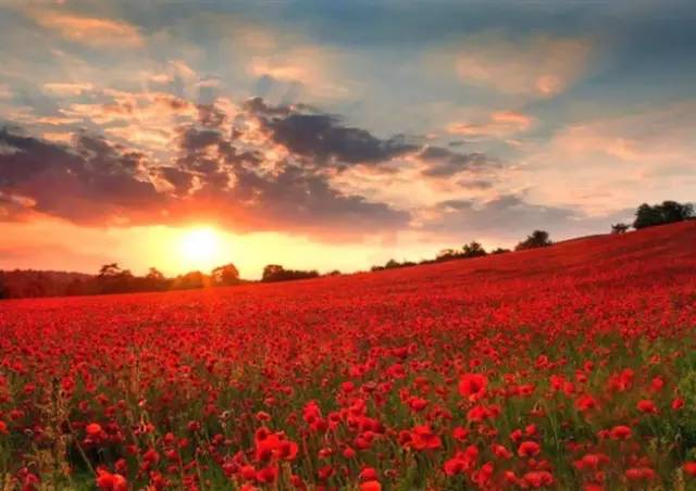 ▼(每年5月下旬到6月初)迷醉人心的红色海洋天山红花位置: 新疆伊犁