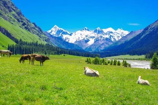 没去过伊犁,怎敢说见过最美的新疆!