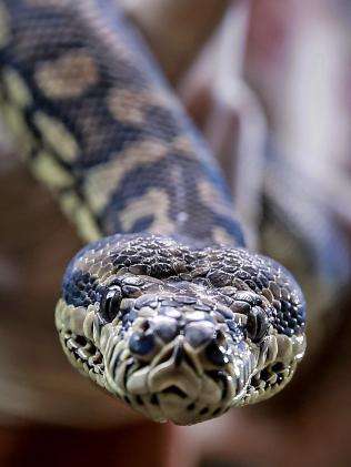 12 澳洲蟒蛇染上毒瘾接受戒毒治疗 通过皮肤吸食毒品